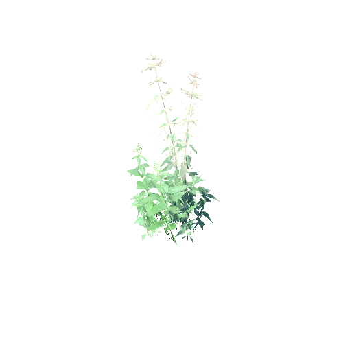 Urtica_dioica patch B